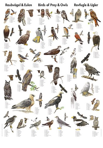 Birds Of Prey Size Chart
