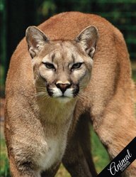 Diary of a cougar
