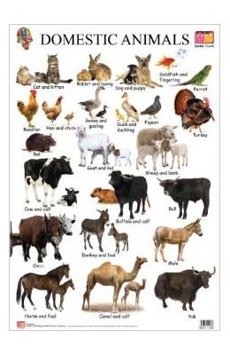 Buy Domestic Animals: Smile Chart book : Na , 9381925399, 9789381925393 ...