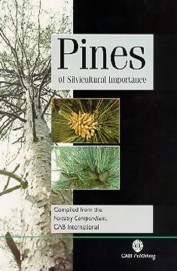 Pines Of Silvicultural Importance