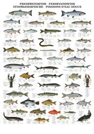 Chart Of Freshwater Fish Species
