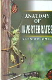 Anatomy Of Invertebrates