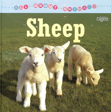 All About Animals : Sheep