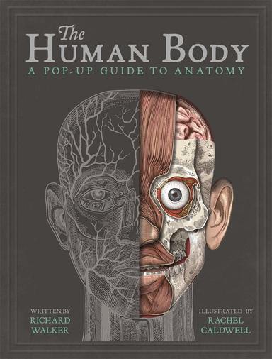 Human Body : A Pop Up Guide To Anatomy