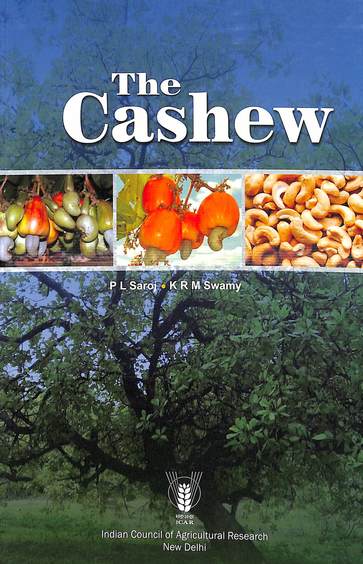 Cashew