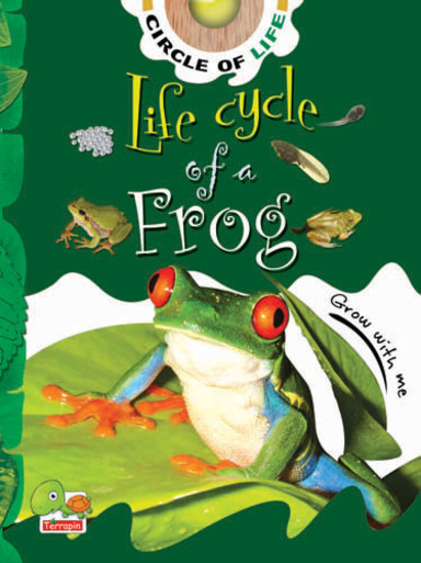 Life Cycle Of A Frog