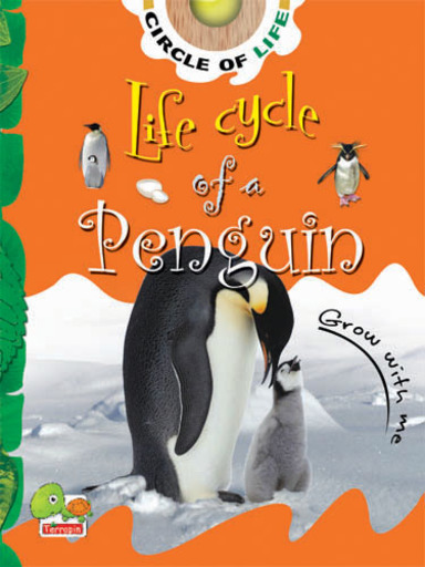Life Cycle Of A Penguin