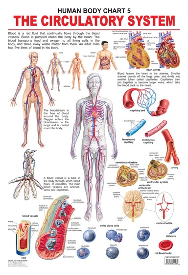 Buy Charts Circulatory System Human Body Chart 5: Dreamland book : Na ...