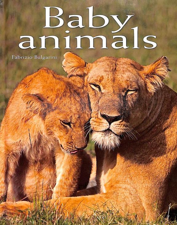 Buy Baby Animals book Fabrizio Bulgarini , 8854407992, 9788854407992