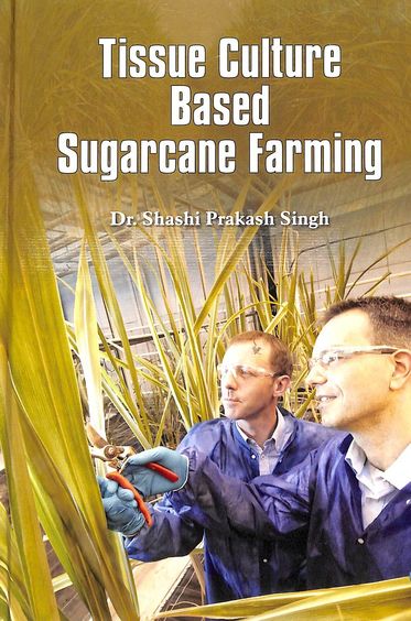 Tissue Culture Based Sugarcane Farming