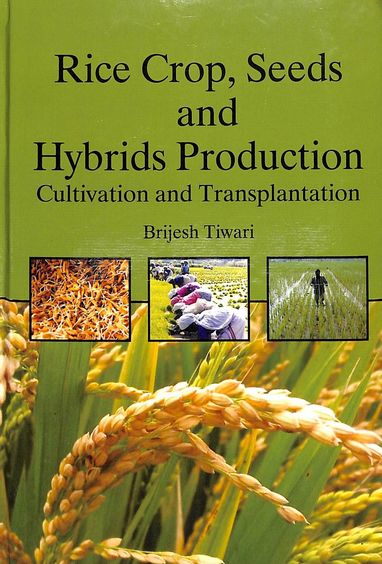 Rice Crop Seeds & Hybrids Production Cultivation & Transplantation