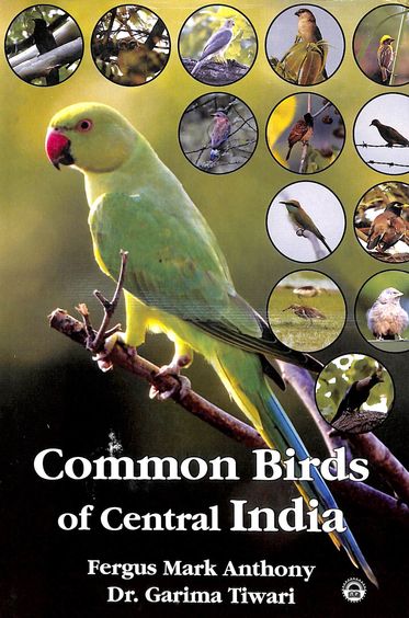 Common Birds Of Central India